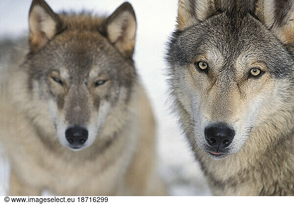 Pair of Gray Wolves in the Takshanuk Mountains  southeast Alaska