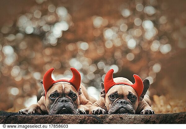 Pair of Halloween French Bulldog dogs wearing red devil horns costume headbands with copy space