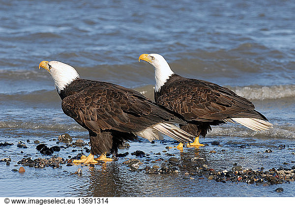 Pair of mature Bald Eagles (Haliaeetus leucocephalus) standing on shoreline. Homer  Cook Inlet  Kachemak Bay  Alaska.