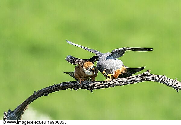 Pair of redfooted falcons (Falco verspertinus) on a branch when the prey is handed over  Kiskunság  Hungary  Europe