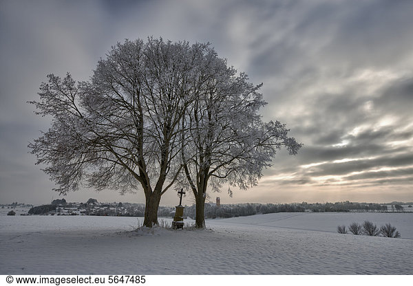 Pair of trees in a snowy landscape near Schemmerhofen  Baden-Wuerttemberg  Germany  Europe