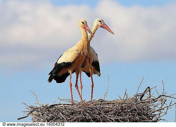 Pair of White storks in the nest (Ciconia ciconia) Olivenza. Badajoz province. Extremadura. Spain