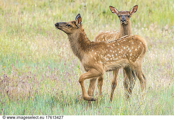 Pair of young elk calves (Cervus canadensis) in a grass meadow  looking at camera; Montana  United States of America