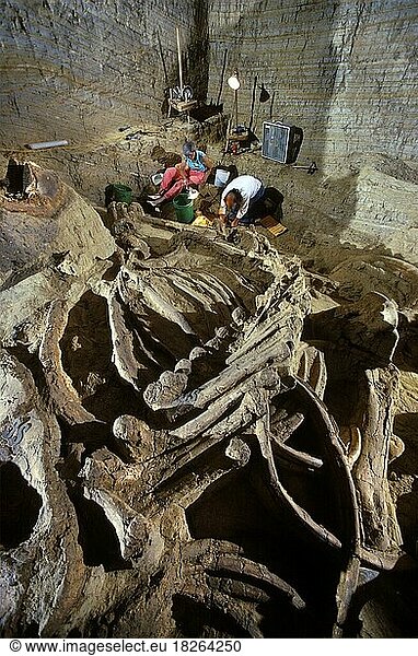 Paläontologen bei der Ausgrabung der Überreste eines kolumbianischen Mammuts  The Mammoth Site  South Dakota  USA  Nordamerika