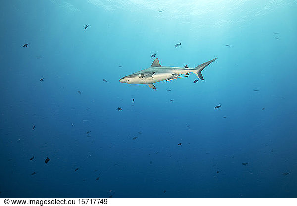 Palau  Blue Corner  Grey reef shark (Carcharhinus amblyrhynchos) swimming in sea