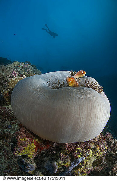 Palau  Clownfishes and sea anemone