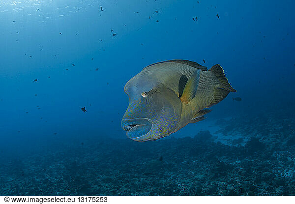 Palau  Napoleon fish  Cheilinus undulatus