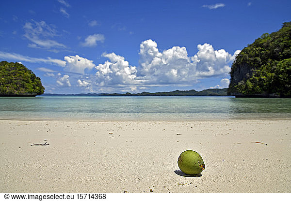Palau  Rock Island  Kokosnuss am tropischen Strand