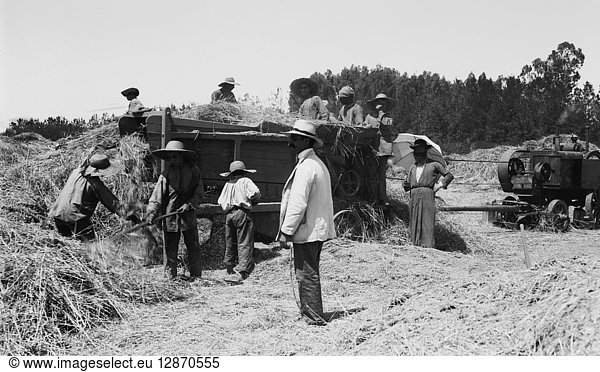 PALESTINE: HARVEST. Harvesting grain at a Zionist colony in Palestine. Photograph  early 20th century.