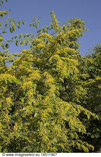 Paliurus australis  Rhamnus paliurus  Gemeiner Stechdorn (Paliurus aculeatus)  Christusdorn  Kreuzdorngewächse  Christ's Thorn in Flower  Bulgaria
