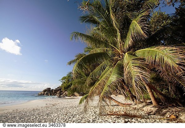 Palm at Anse Georgette  Praslin island  Seychelles