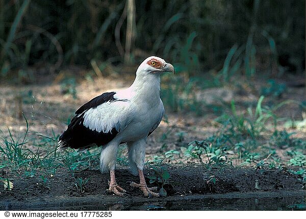 Palm-nut vulture (Gypohierax angolensis) Standing on the shore (S)