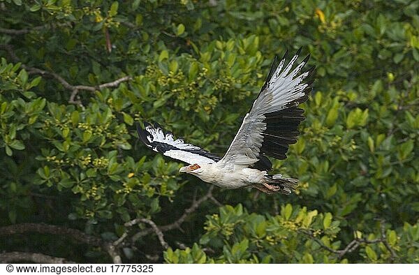 Palm-nut Vulture (Gypohierax angolensis) Vultures  birds of prey  animals  birds  Palm-nut Vulture adult  in flight  Senegal  Africa