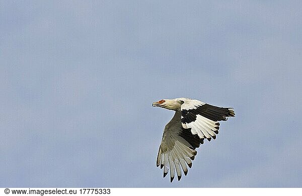 Palm-nut Vulture (Gypohierax angolensis) Vultures  birds of prey  animals  birds  Palm-nut Vulture adult  in flight  Senegal  Africa