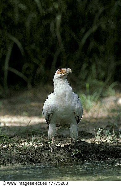 Palm-nut Vulture (Gypohierax angolensis) Vultures  birds of prey  animals  birds  Palm-nut Vulture standing at waters' edge