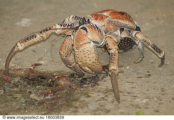 Palm thief  Coconut crab  coconut crabs (Birgus latro)  Coconut crabs  Other animals  Crabs  Crustaceans  Animals  Giant Coconut Crab adult  feeding on crushed crab on road  Christmas Island  Australia  Asia