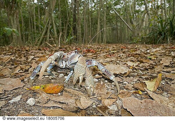 Palm thief  Coconut crab  coconut crabs (Birgus latro)  Coconut crabs  Other animals  Crabs  Crustaceans  Animals  Giant Coconut Crab adult  on forest floor in habitat  Christmas Island  Australia  Asia