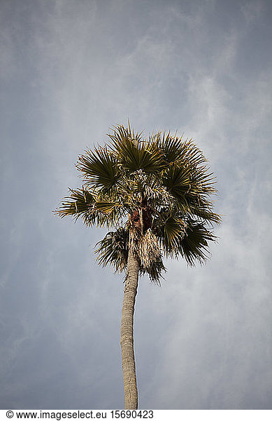 palm tree,  nature,  tropical