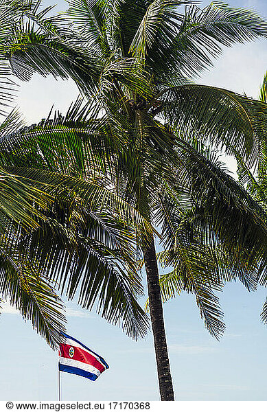 Palm tree and Costa Rica flag against blue sky