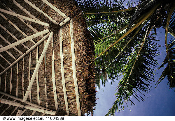Palm tree and thatched umbrella