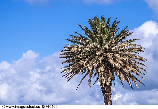 Palm tree at St. Kilda under dramatic sky  Melbourne  Victoria  Australia
