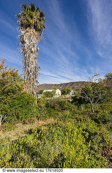 Palm tree growing in the countryside of South Africa; Prince Albert  Western Cape  South Africa