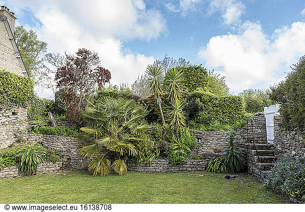 Palm tree in a seaside garden in spring  Manche  Normandy  France