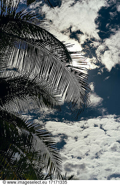 Palm tree leaves against white fluffy clouds