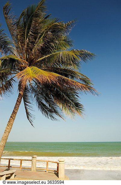 Palm tree on Nha Trang´s beach promenade Tran Phu,  Nha Trang,  Vietnam