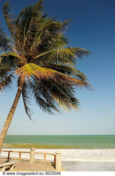 Palm tree on Nha Trang´s beach promenade Tran Phu Nha Trang Vietnam