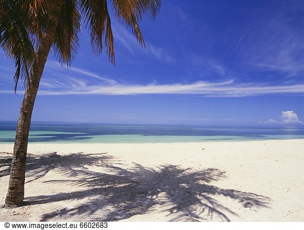 Palm Tree On Tropical Beach  Playa Ancon