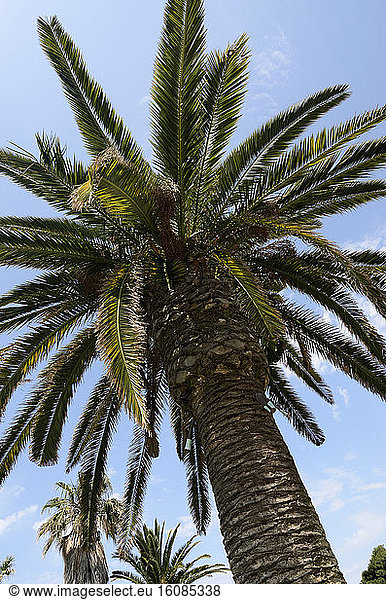 Palm tree (Phoenix canariensis) attacked by the larva of the Red Weevil (Rhynchophorus ferrugineus)  originating from Borneo Island  invasive insect control  injection of an insecticide  park  Sanary  Var (83)  France