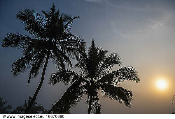 Palm tree's in the Sri Lankan highlands at dawn