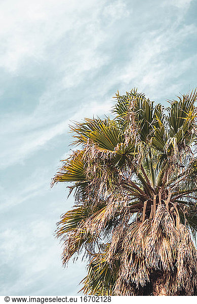 palm tree with blue sky bottom with clouds in spain