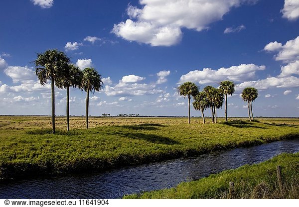 Palm trees across water canal in south central Florida.
