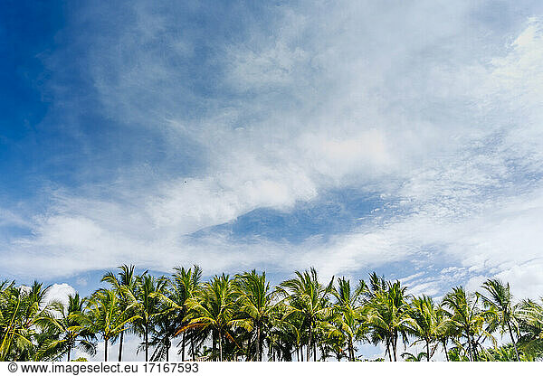 Palm trees against white clouds