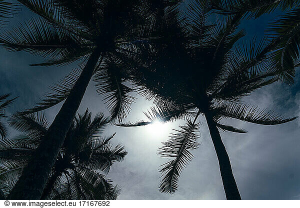 Palm trees against white clouds