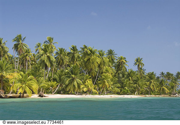 Palm Trees Along The Green Water With Blue Sky  Diadup Island  San Blas Islands  Panama