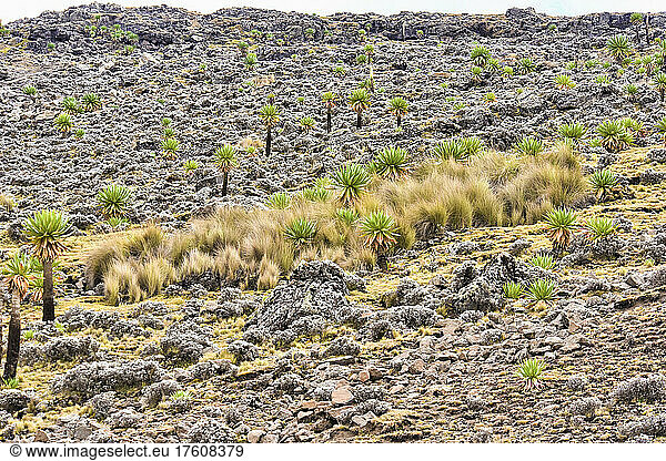 Palm trees and brush in Simien National Park; Ethiopia
