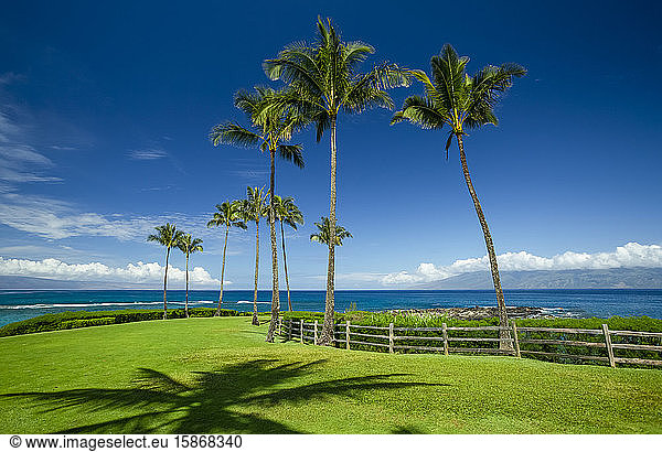 Palm trees and lush green grass along the coast of Maui; Kapalua  Maui  Hawaii  United States of America