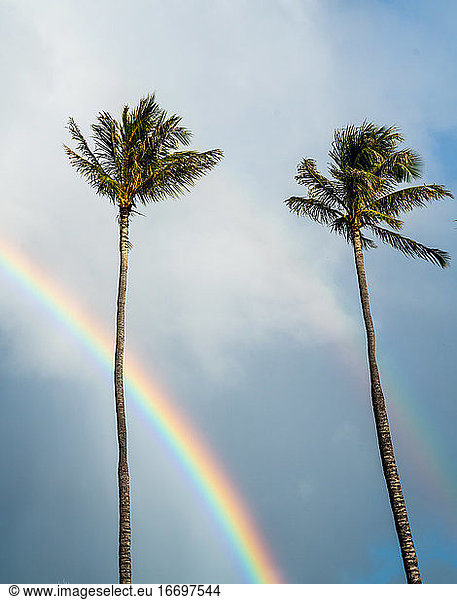 palm trees and rainbow in hawaii