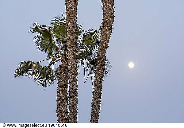 Palm trees and the Moon.
