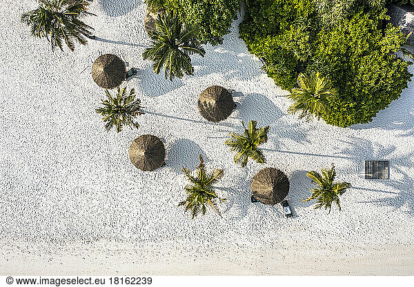 Palm trees and umbrellas on tropical sandy beach