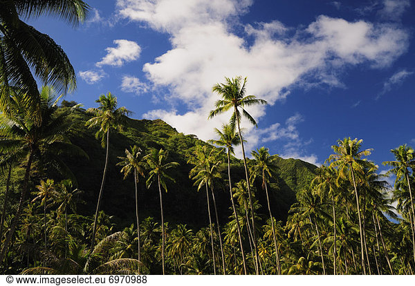 Palm Trees at Foot of Mountain  Opunohu Bay  Moorea  French Polynesia