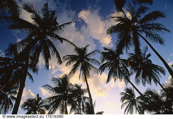Palm Trees at Sunset  Emerald Palms Resort  South Andros  The Bahamas