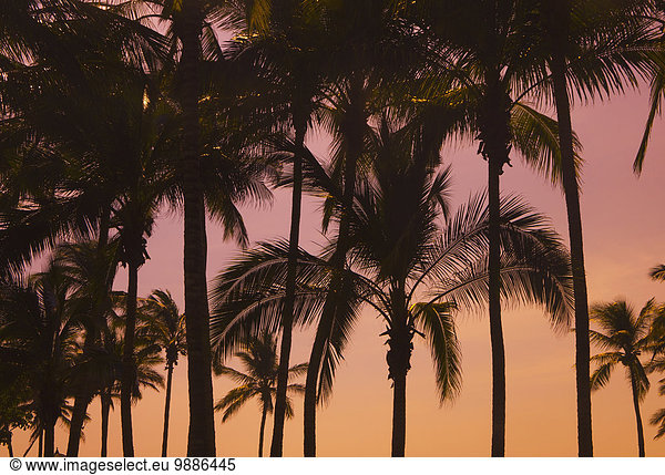 Palm trees at sunset; Mazatlan  Mexico