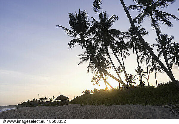 Palm trees at sunset  Tangalle  South Province  Sri Lanka