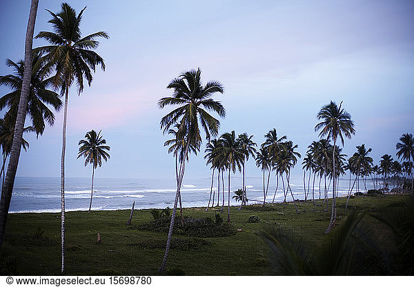 palm trees  beach  dominican republic