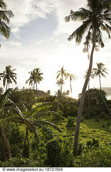 palm trees by beach  during golden hour  Samoa