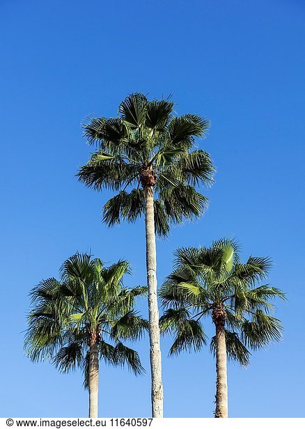 Palm trees  Florida  USA.   Florida  USA.
